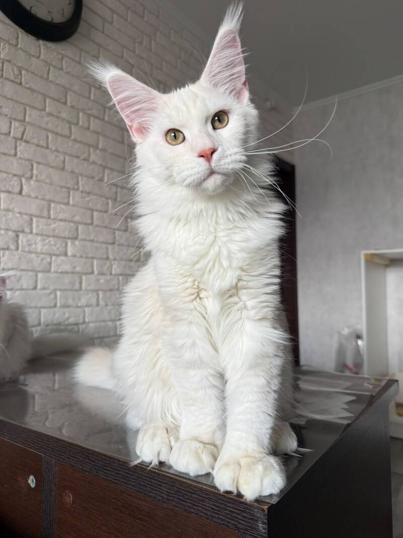 Favorite Maine Coon polydactyl male, red silver tabby