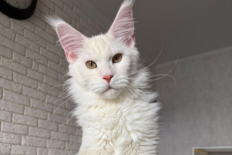 Favorite Maine Coon polydactyl male, red silver tabby