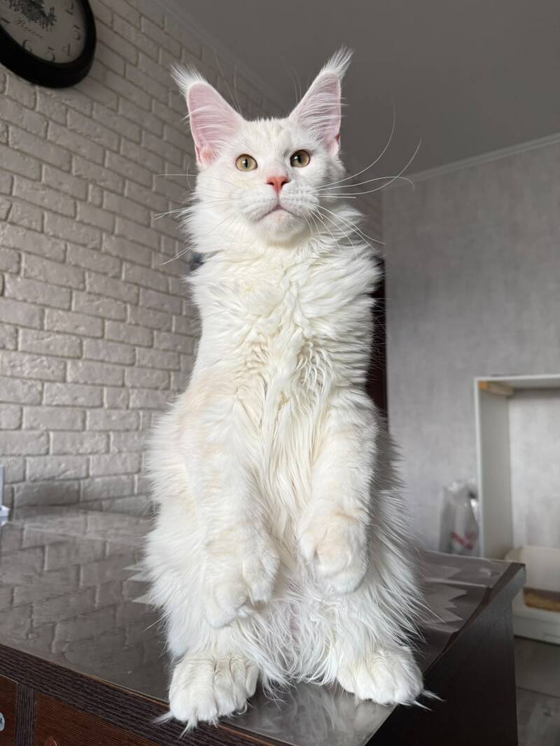 Favorite Maine Coon polydactyl male, red silver tabby