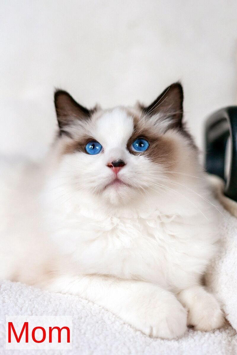 Klava Koka Ragdoll female, seal mitted