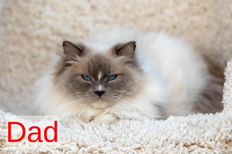 Kamila Ragdoll female, seal bicolour