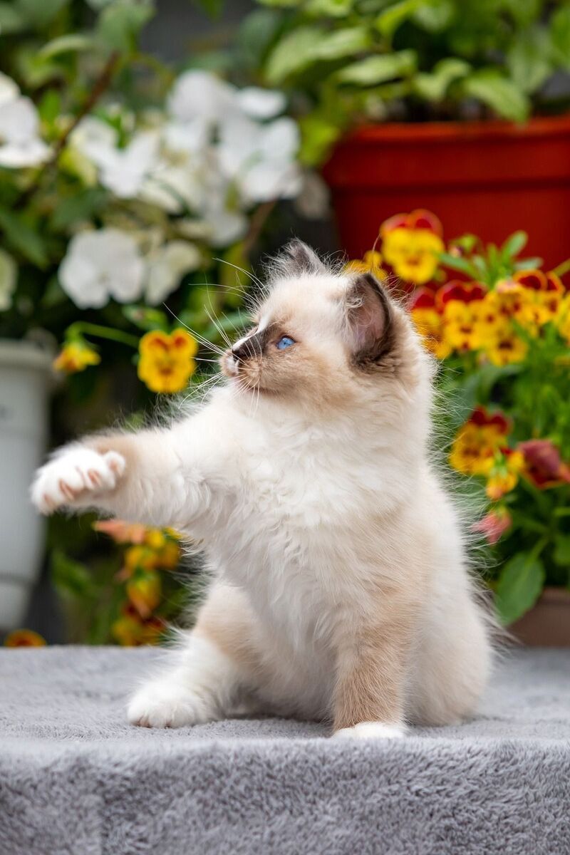 Klava Koka Ragdoll female, seal mitted