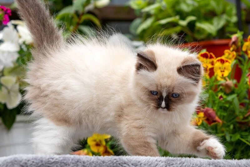 Klava Koka Ragdoll female, seal mitted