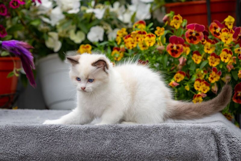 Kamila Ragdoll female, seal bicolour