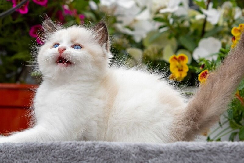 Kamila Ragdoll female, seal bicolour