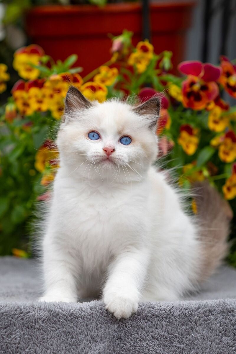 Kamila Ragdoll female, seal bicolour