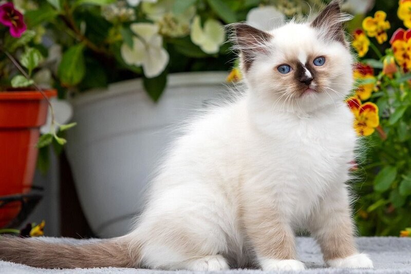 Cruella Ragdoll female, seal mitted