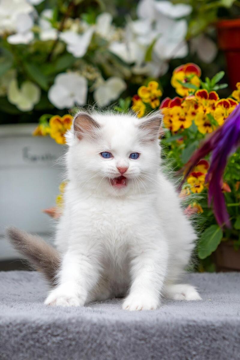 Kristoff Ragdoll male, blue bicolour