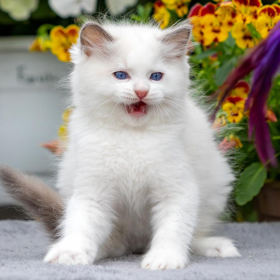 Kristov Ragdoll male, blue bicolour