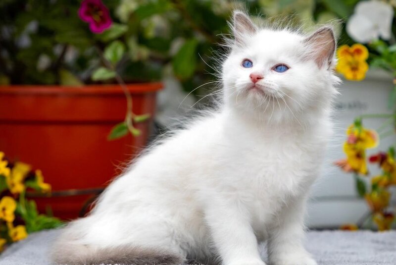 Kristoff Ragdoll male, blue bicolour