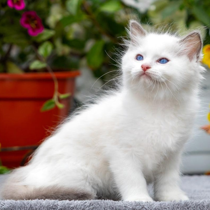 Kristov Ragdoll male, blue bicolour