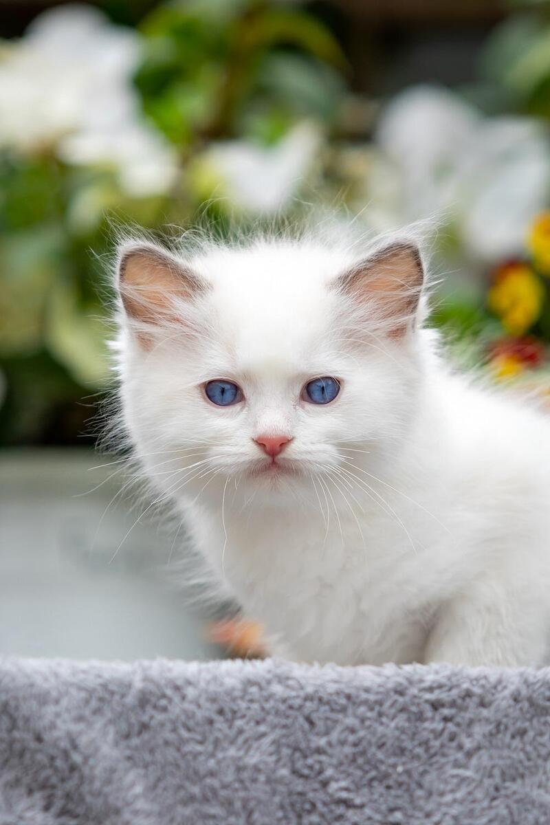 Kristoff Ragdoll male, blue bicolour