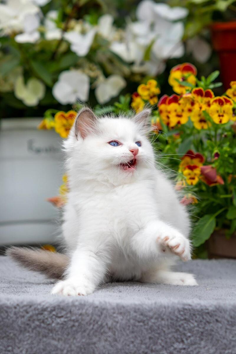 Kristoff Ragdoll male, blue bicolour