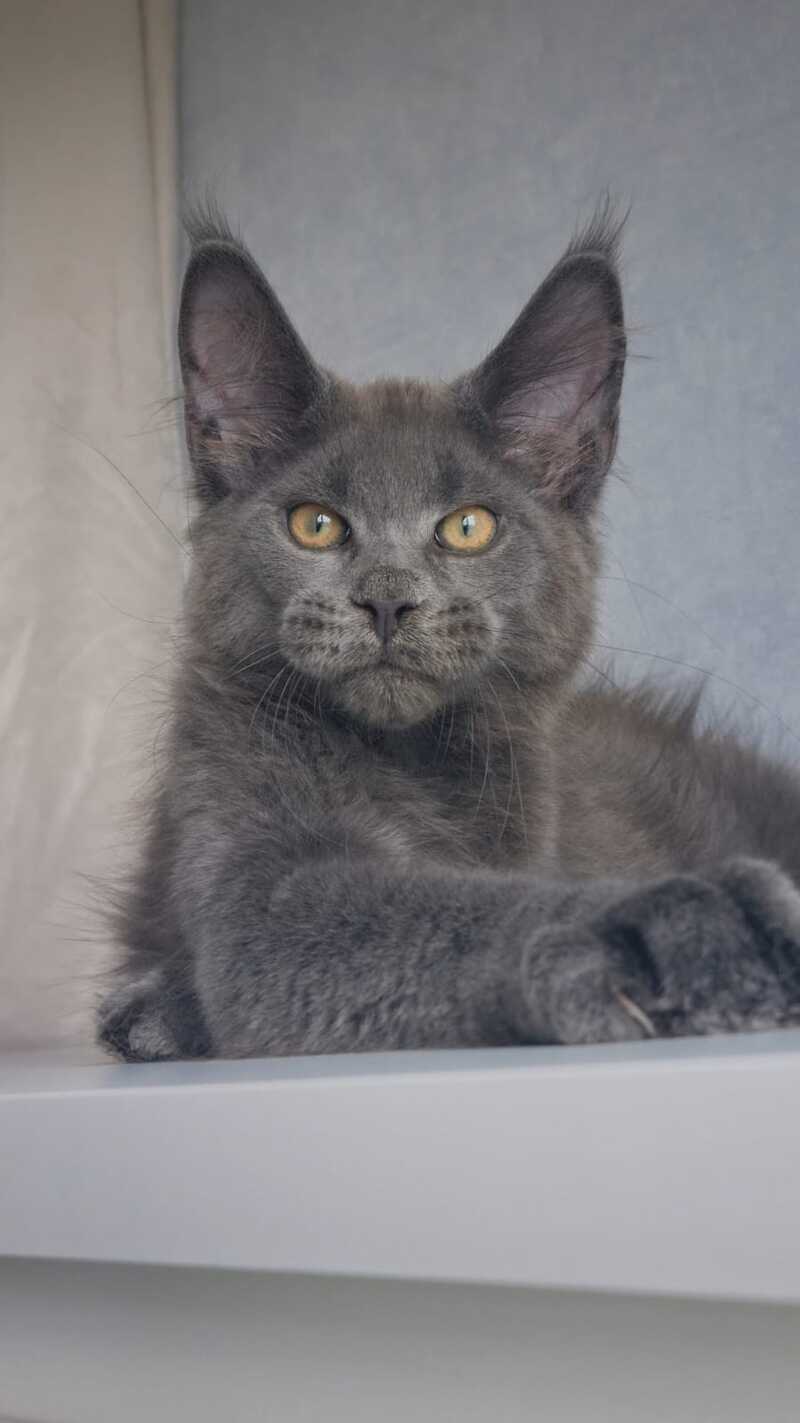Macho Maine Coon male, blue