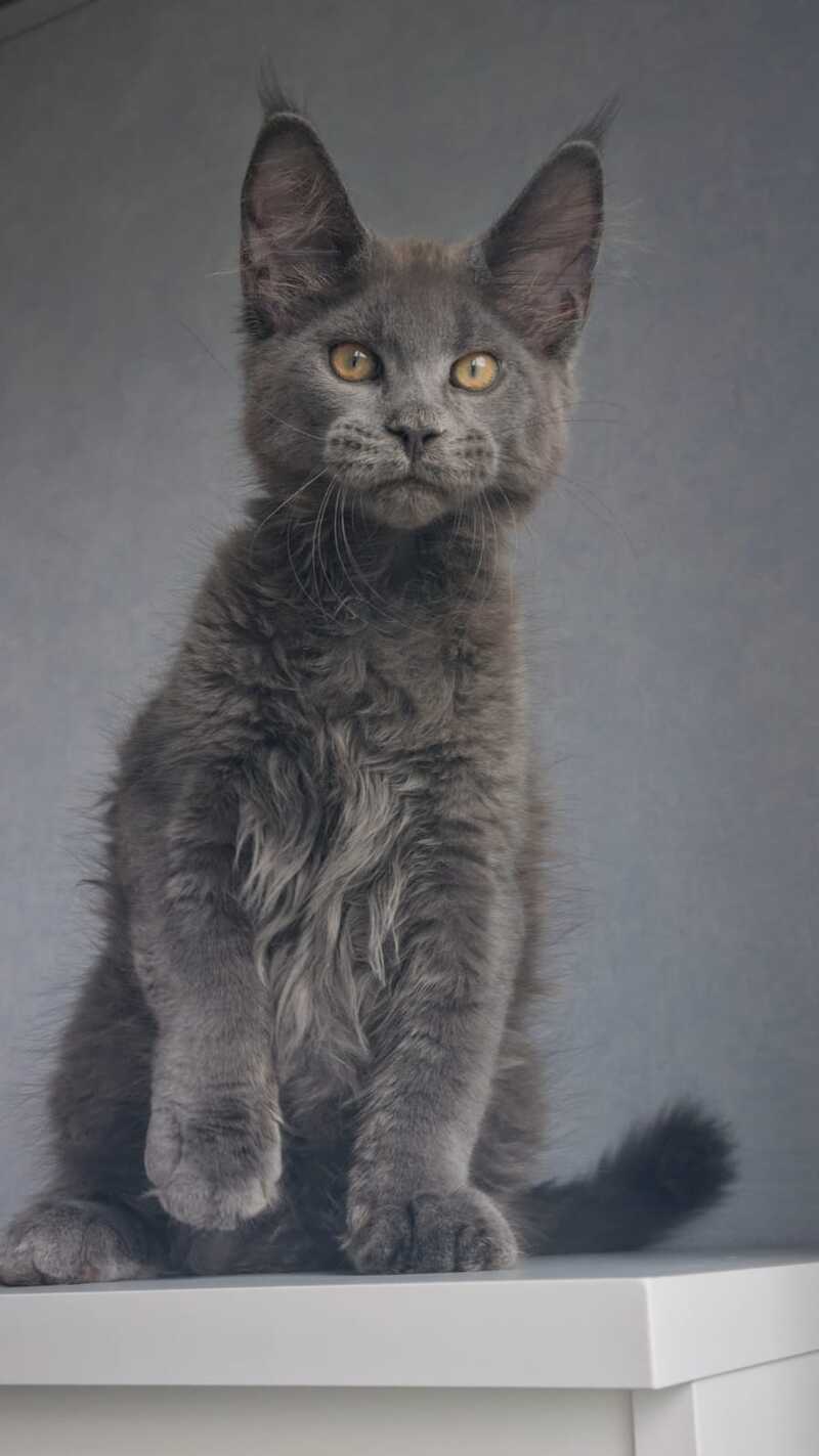 Macho Maine Coon male, blue