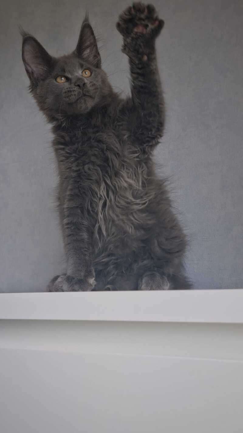 Macho Maine Coon male, blue
