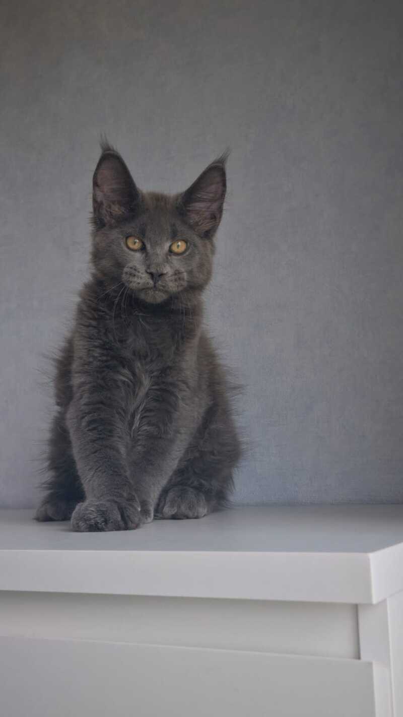 Macho Maine Coon male, blue