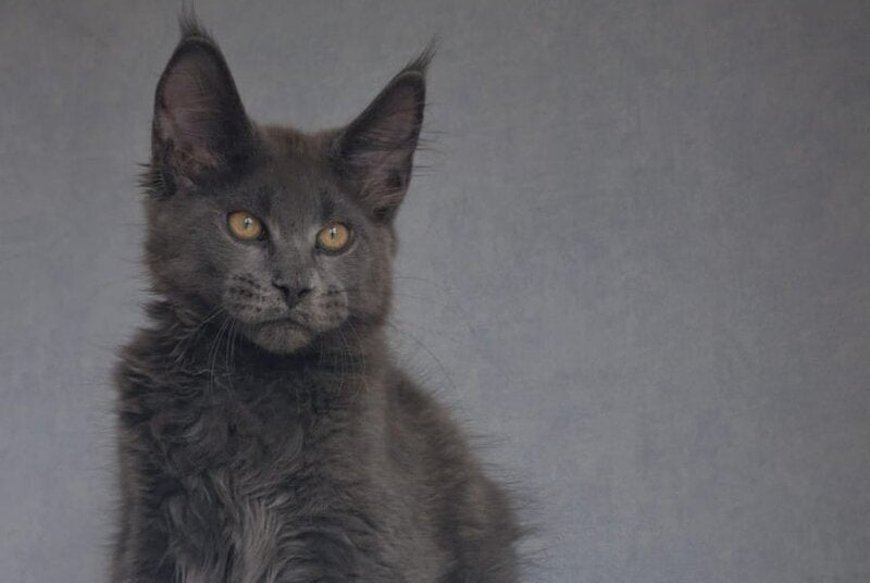 Macho Maine Coon male, blue