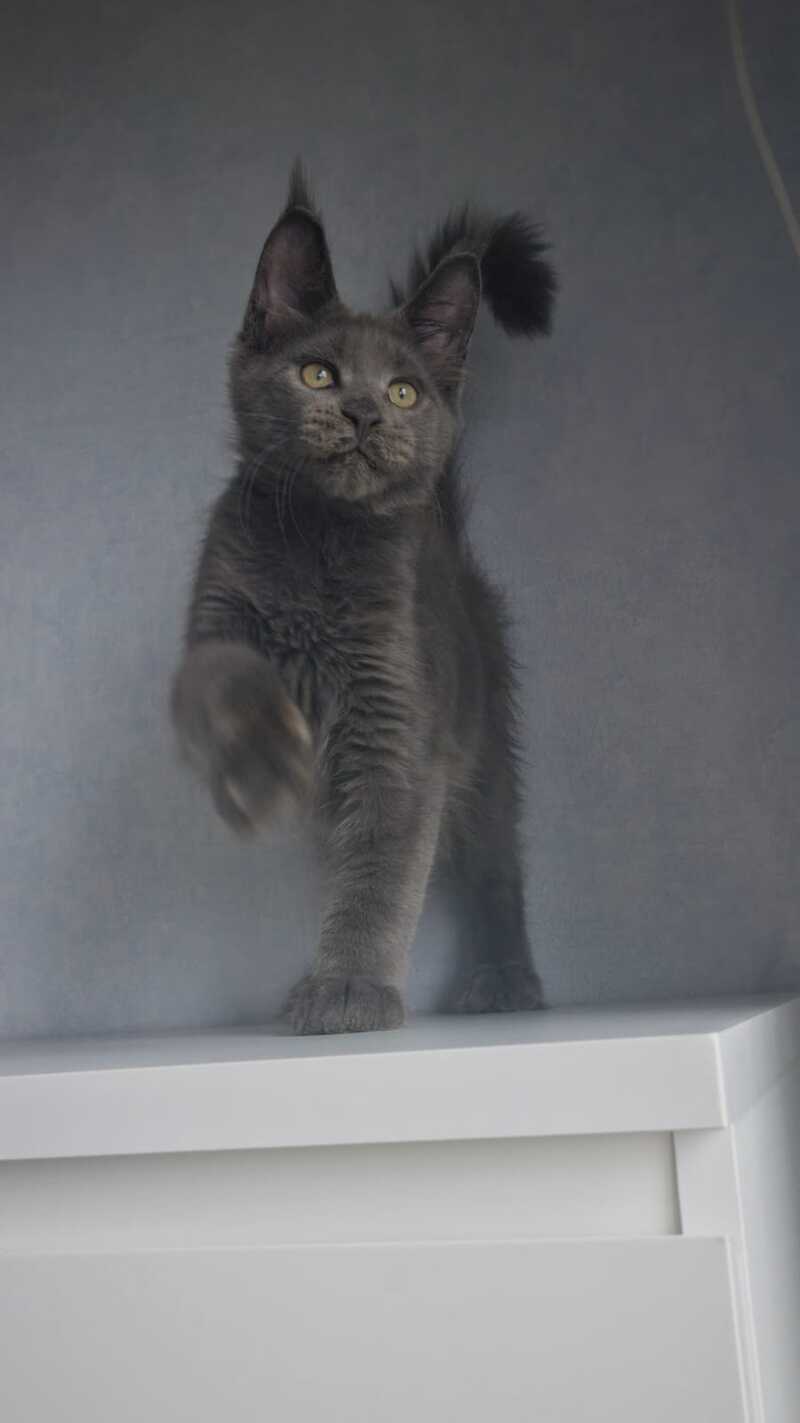 Major Maine Coon male, blue