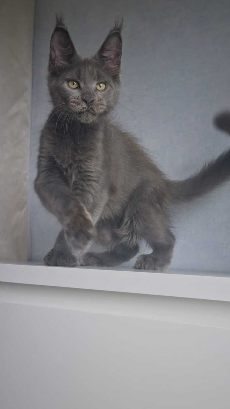 Major Maine Coon male, blue