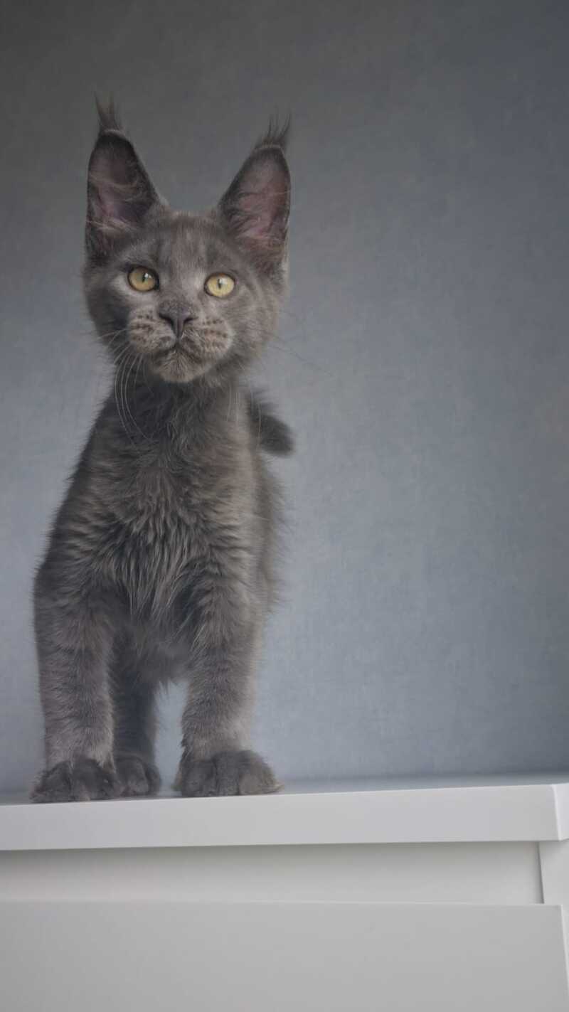 Major Maine Coon male, blue