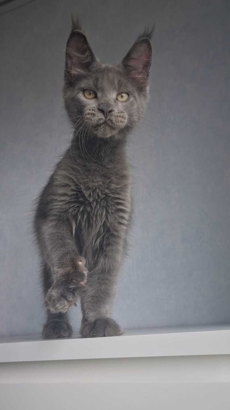 Major Maine Coon male, blue
