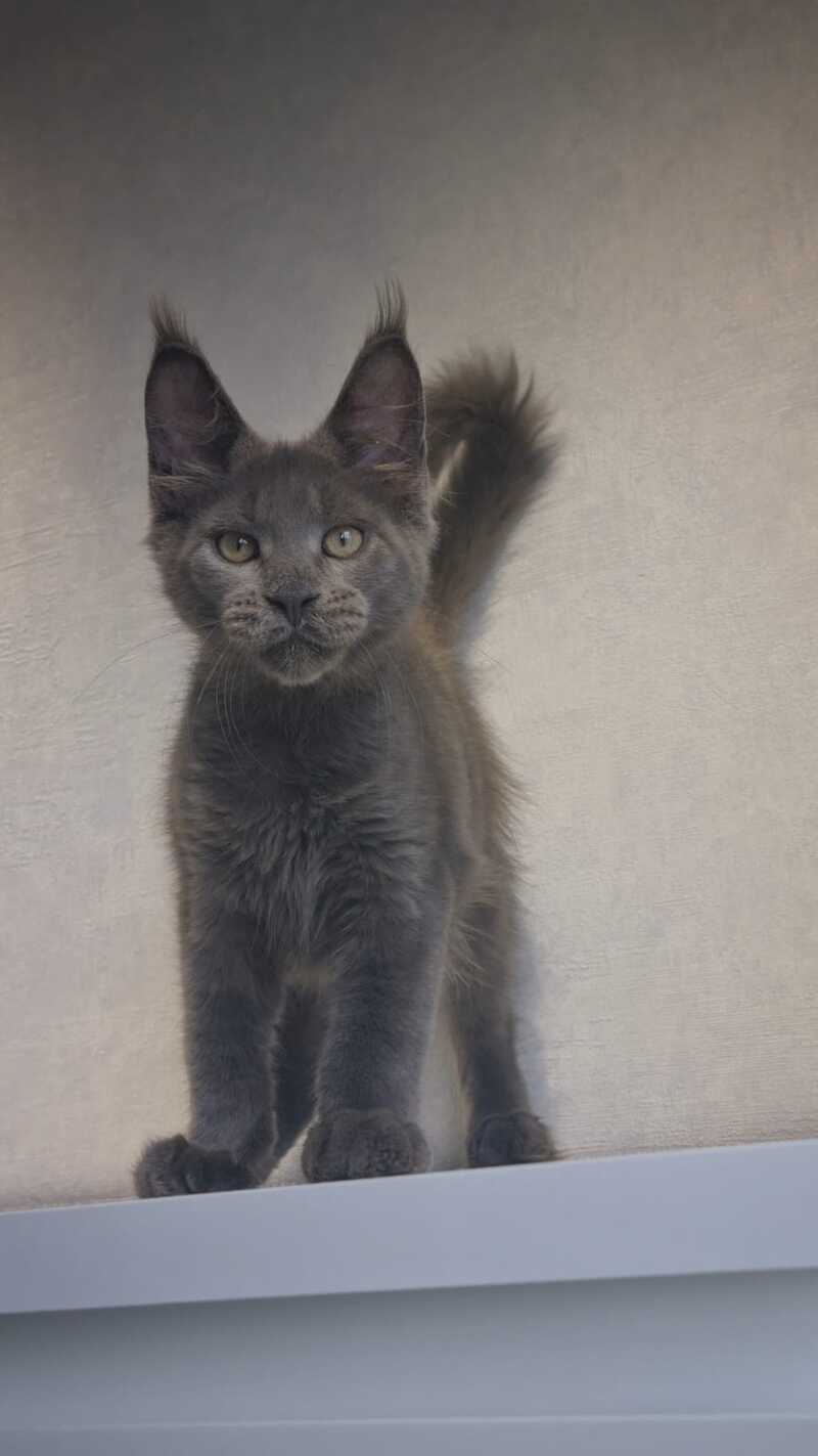 Major Maine Coon male, blue