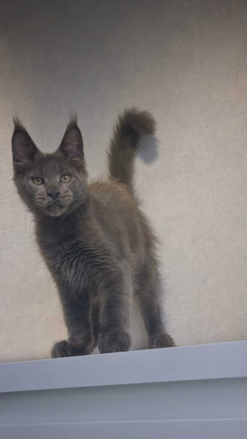 Major Maine Coon male, blue