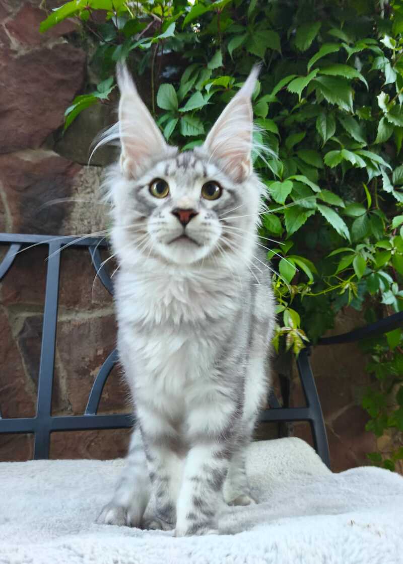 Howard Maine Coon male, black silver tabby