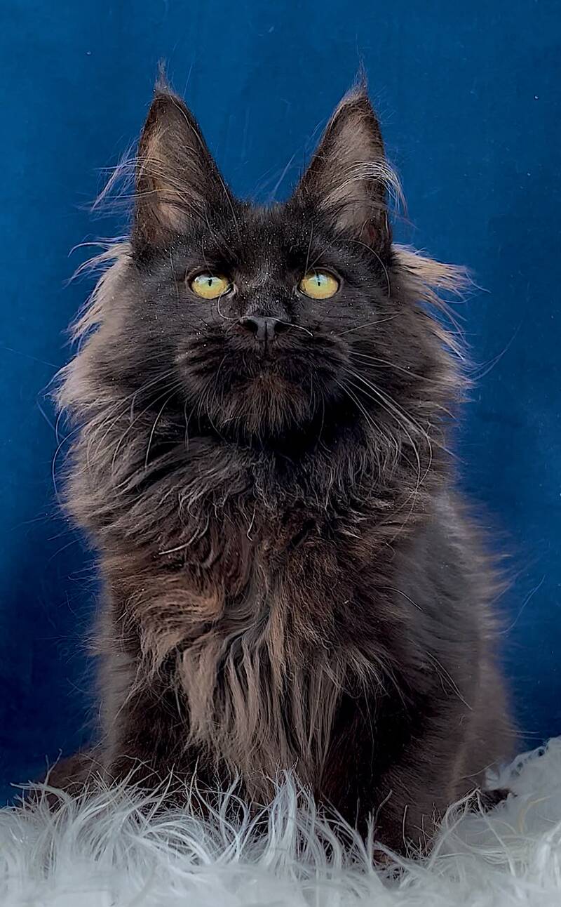 Gektor Maine Coon male, black