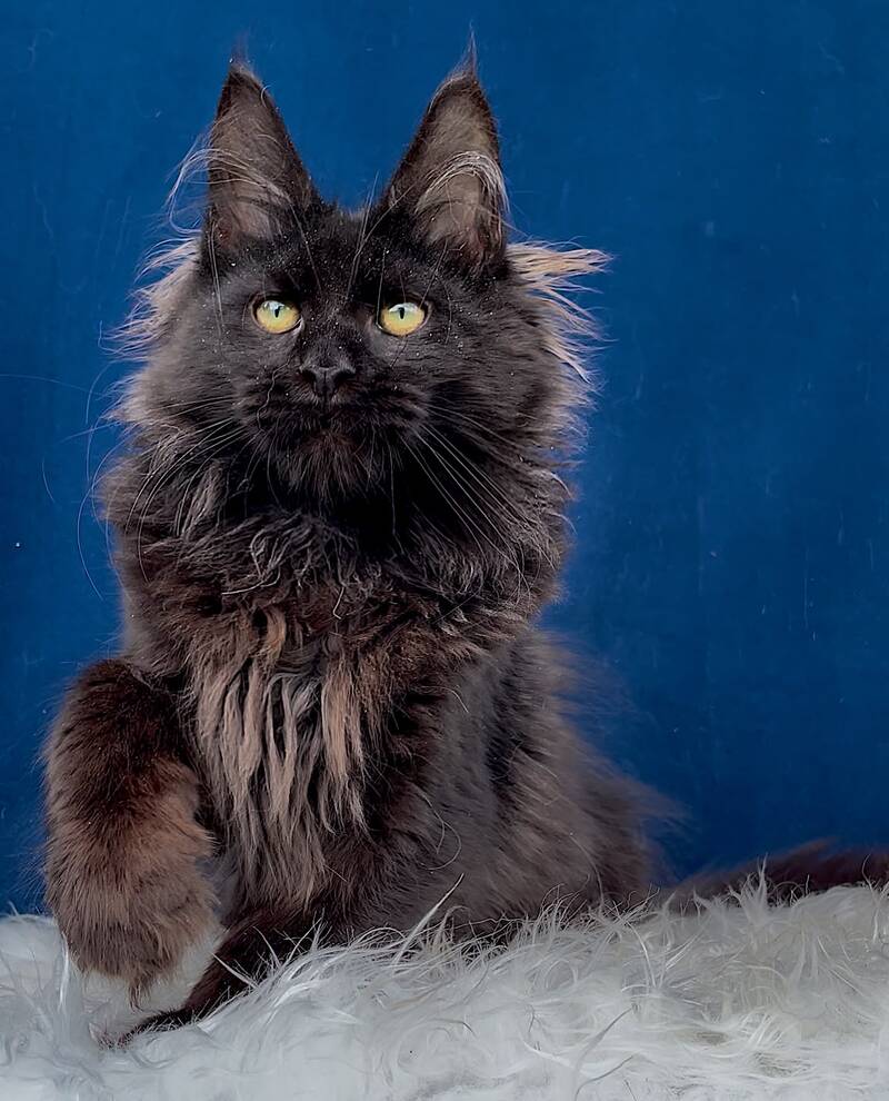 Gektor Maine Coon male, black