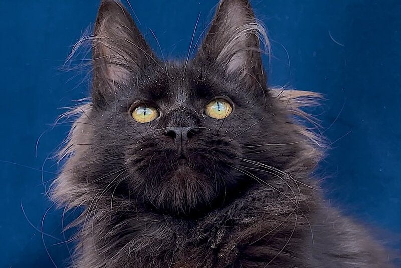 Gektor Maine Coon male, black