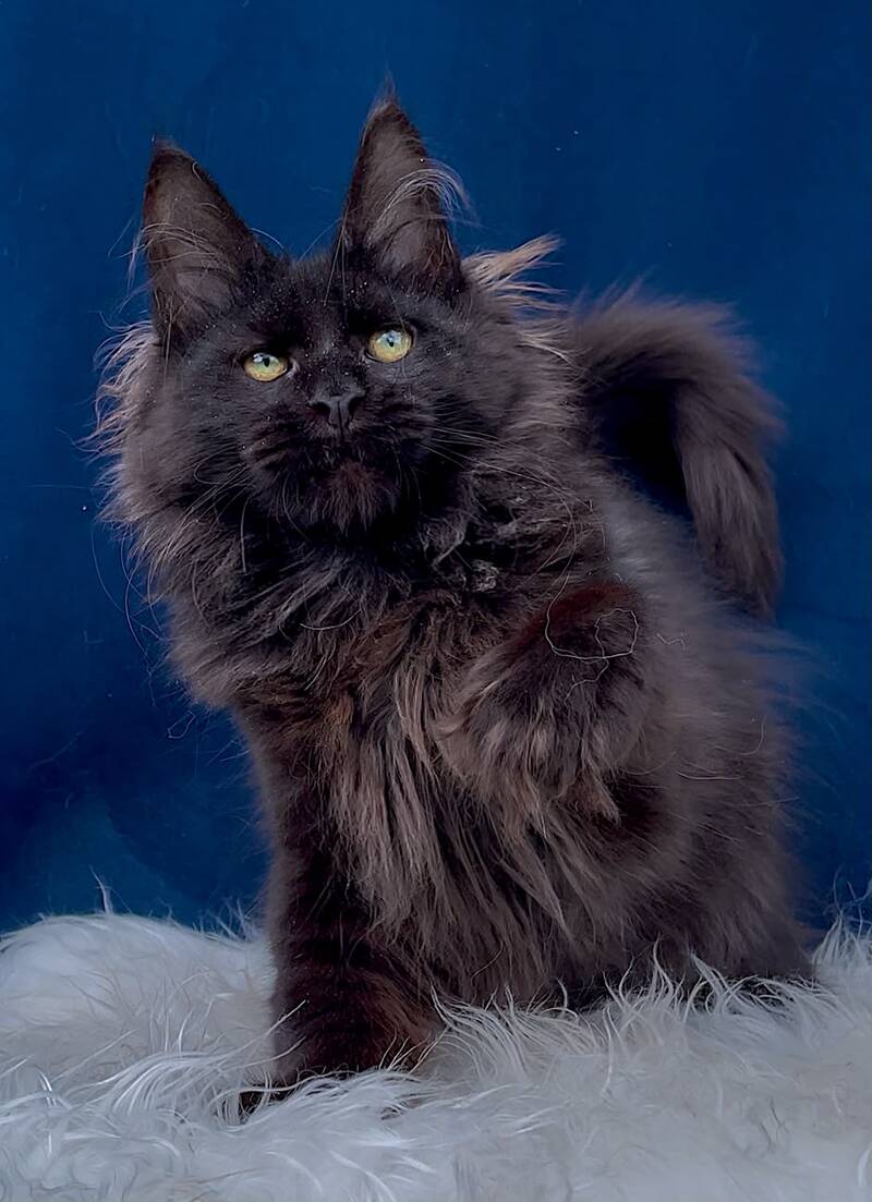 Gektor Maine Coon male, black