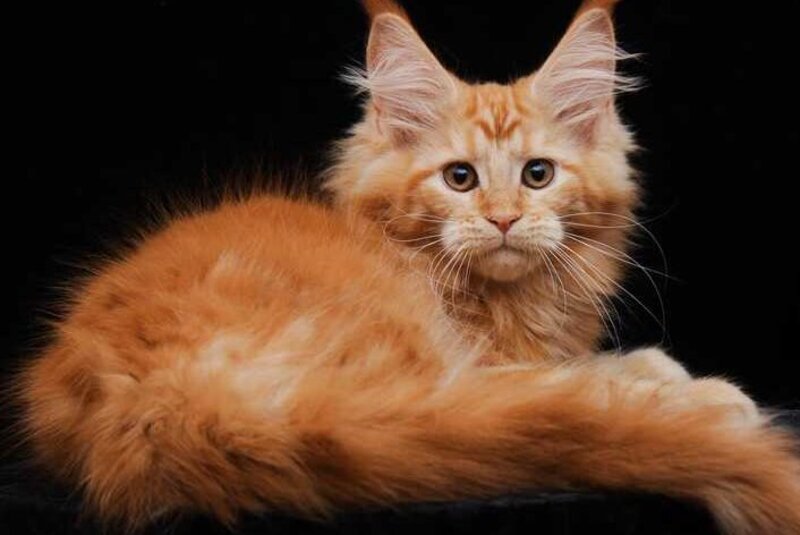 Harizma Maine Coon female, red
