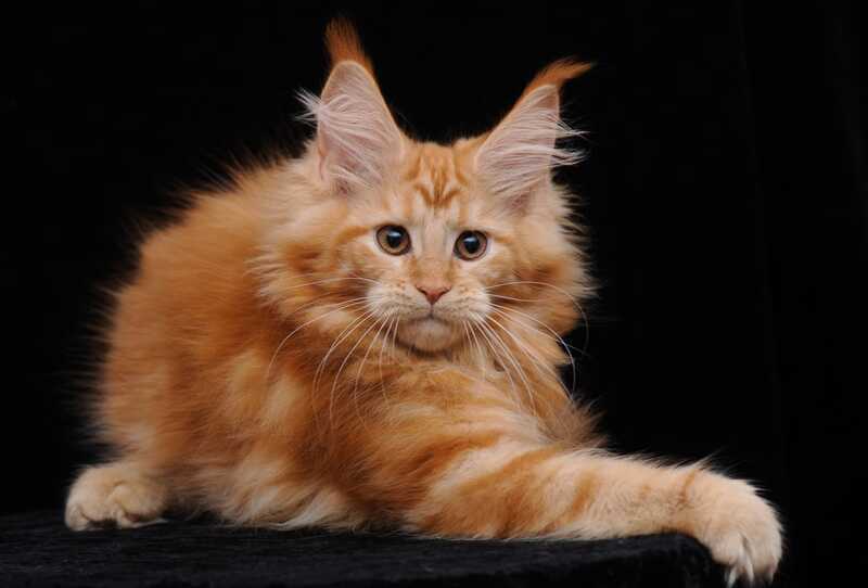 Harizma Maine Coon female, red