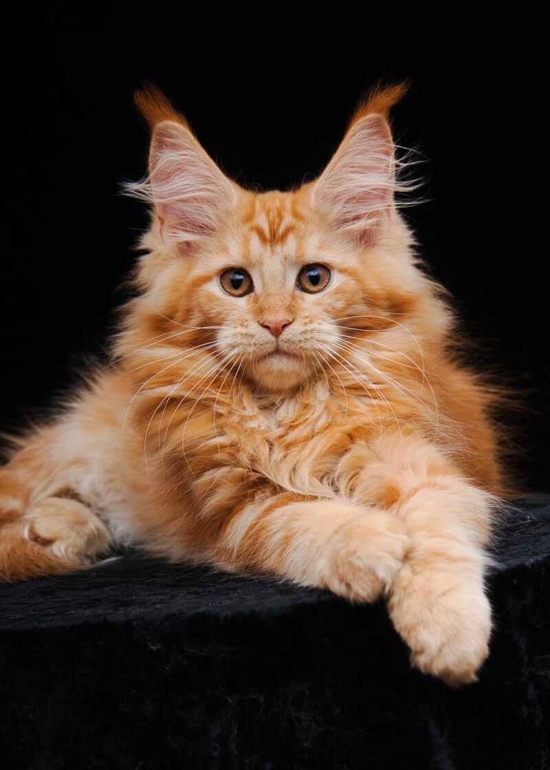 Harizma Maine Coon female, red