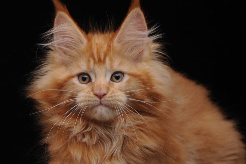 Kendi Maine Coon female, red
