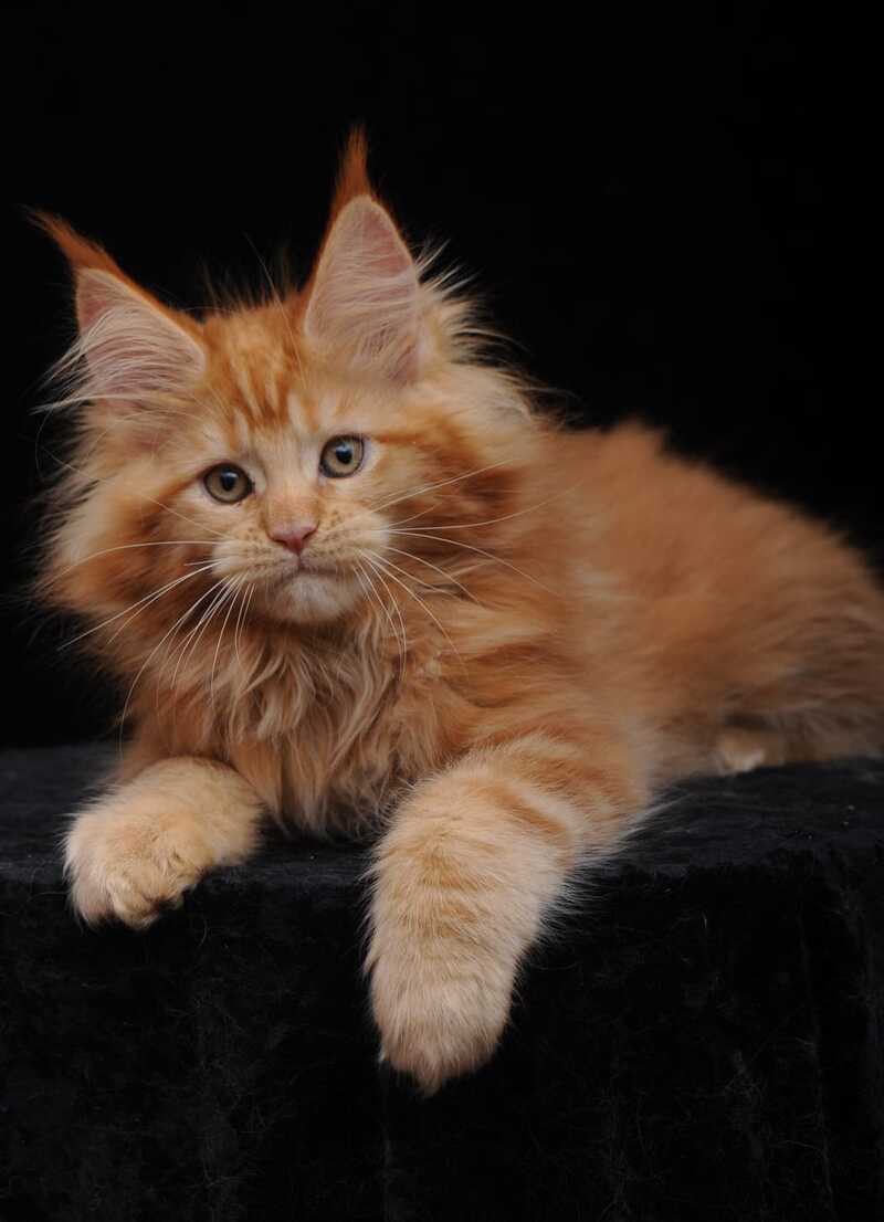 Kendi Maine Coon female, red
