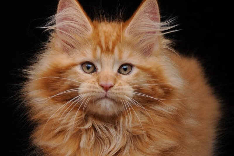 Kendi Maine Coon female, red