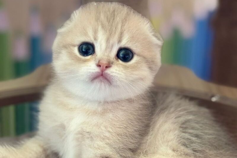Glasha Scottish Fold female, blue golden shaded