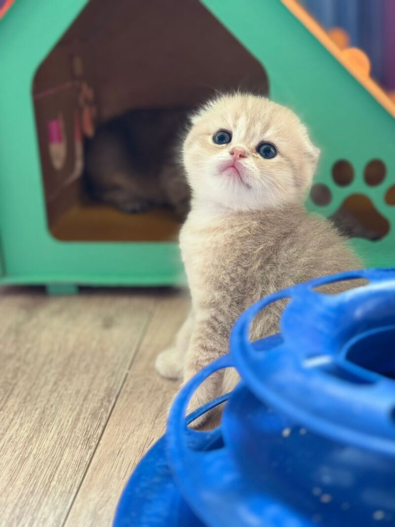 Glasha Scottish Fold female, blue golden shaded