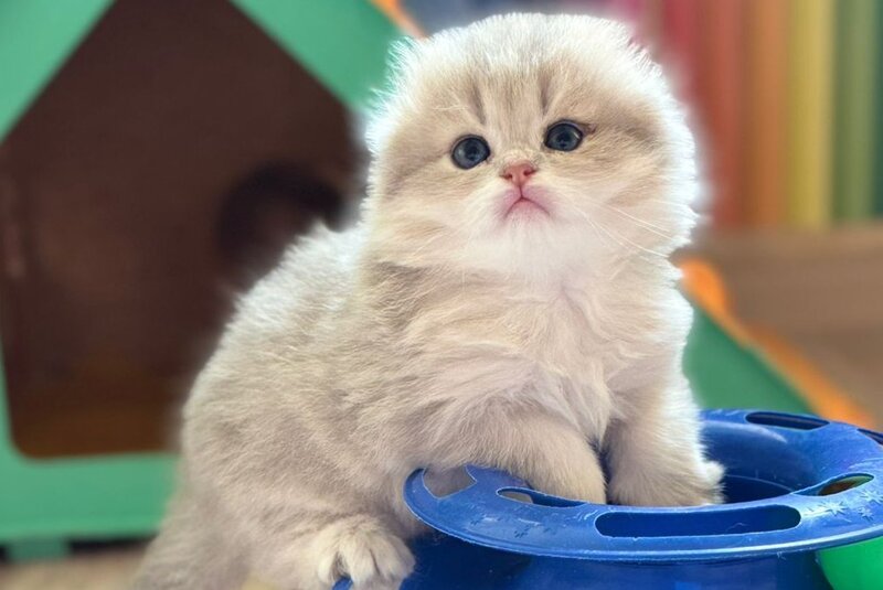 Gina Scottish Fold female, blue golden shaded