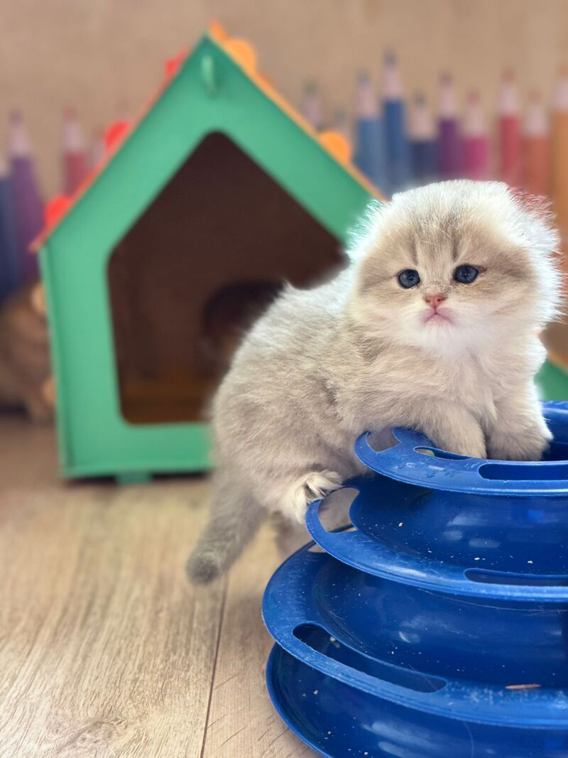 Gina Scottish Fold female, blue golden shaded