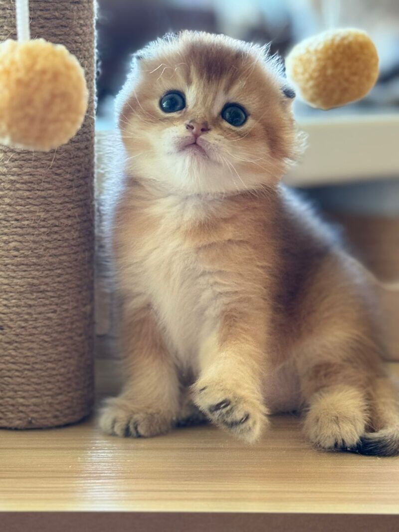 Gari Scottish Fold male, black golden shaded