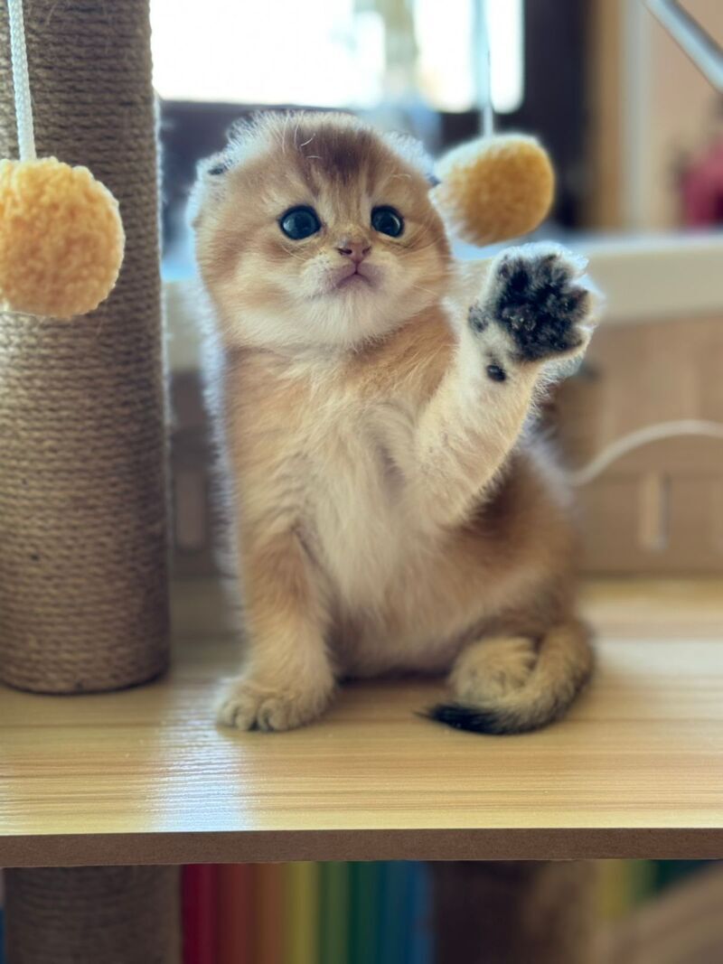 Gari Scottish Fold male, black golden shaded