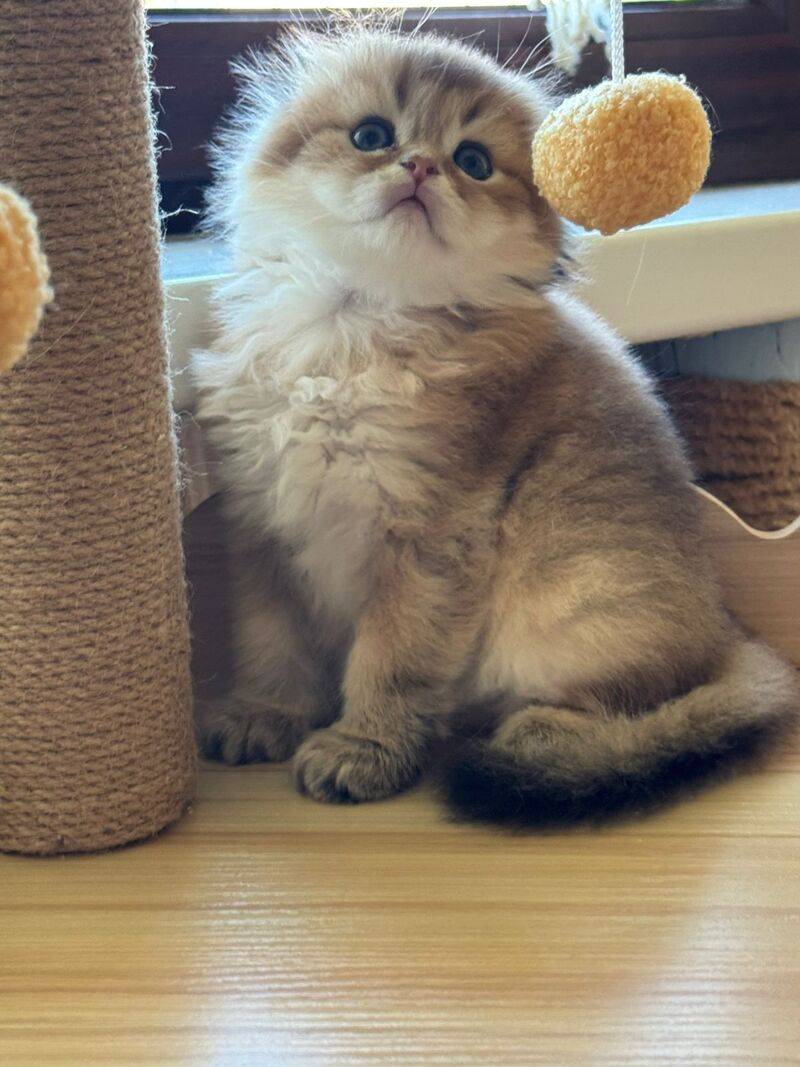 Gin Scottish Fold male, black golden shaded