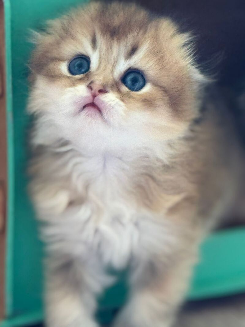 Gin Scottish Fold male, black golden shaded
