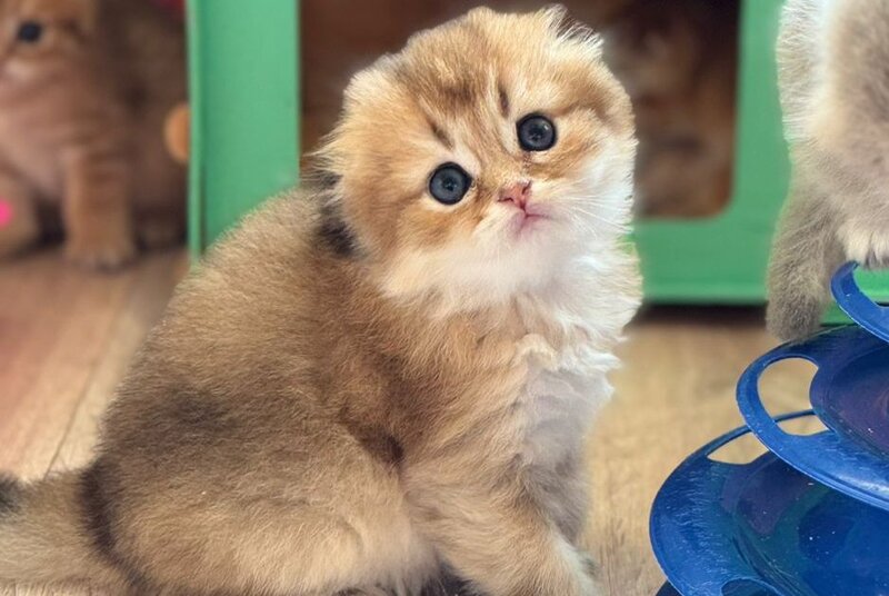 Gin Scottish Fold male, black golden shaded
