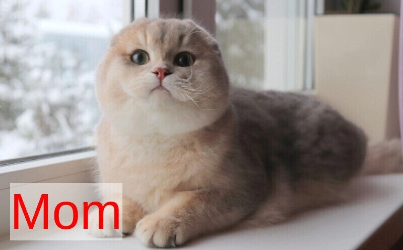 Glasha Scottish Fold female, blue golden shaded