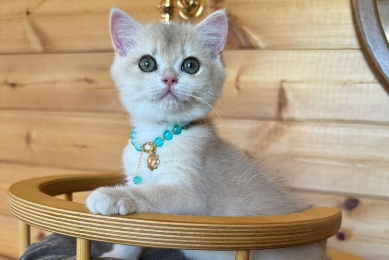 Dasha British Shorthair female, blue golden chinchilla